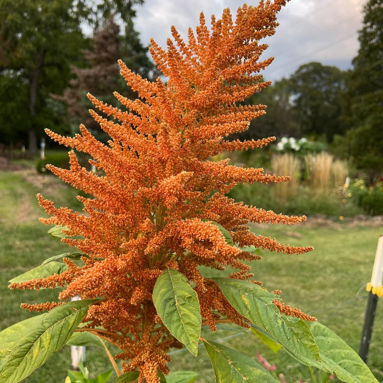 Orange Giant Amaranthus Seeds