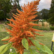 Orange Giant Amaranthus Seeds