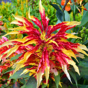 Perfecta Rainbow Amaranthus Seeds