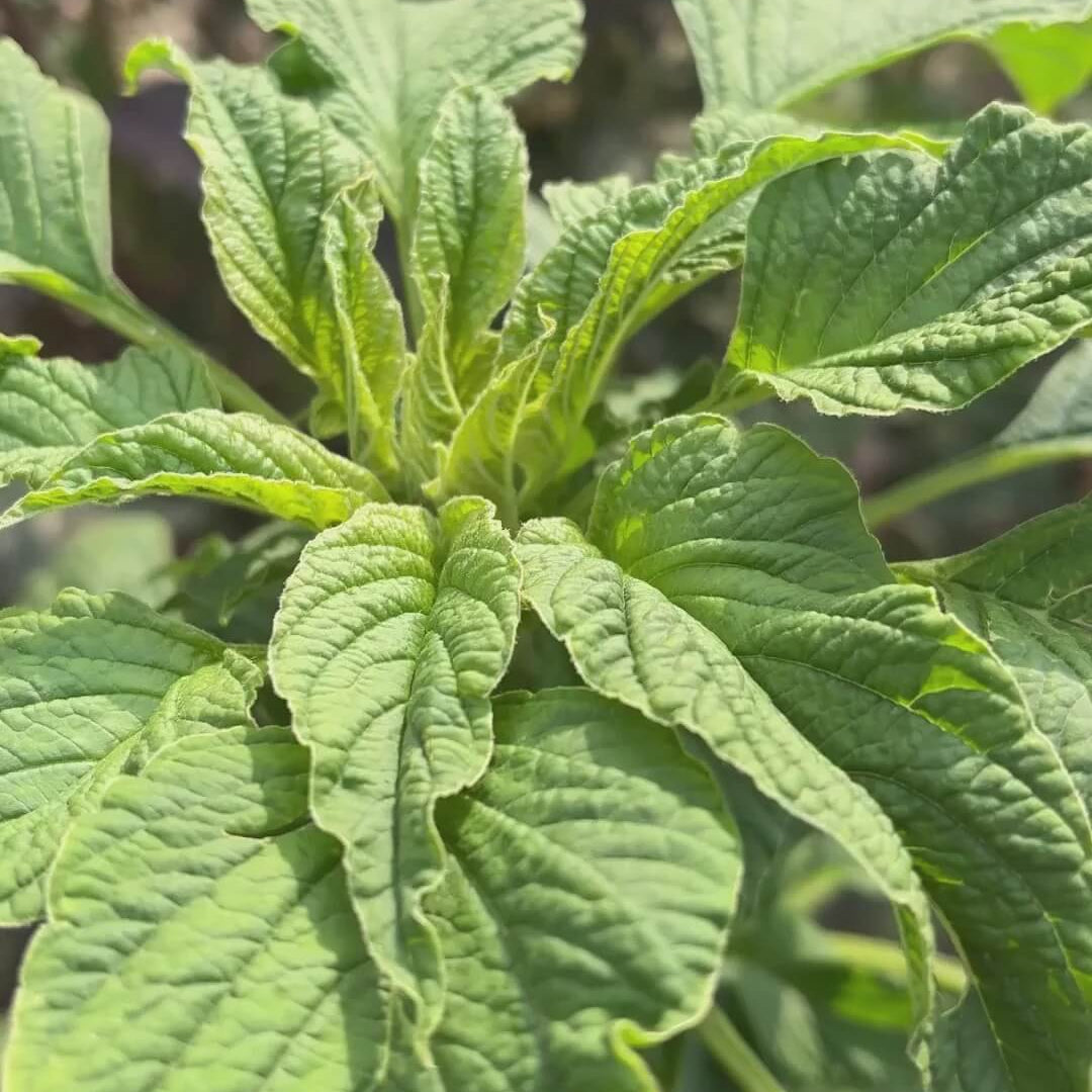 Green Callaloo Amaranthus Seeds