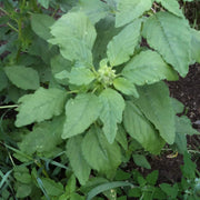Green Pointed Leaf Amaranthus Seeds