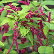 Love-Lies Amaranthus Seeds