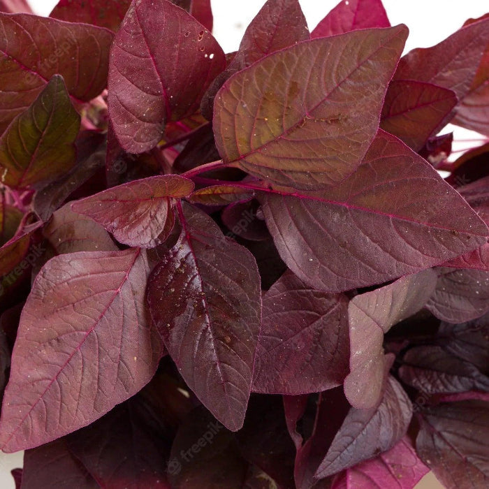 Nutrient-Rich Amaranthus Seeds
