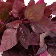 Nutrient-Rich Amaranthus Seeds