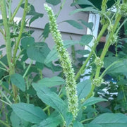 Hardy Amaranthus Seeds