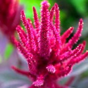 Prince's Feather Amaranthus Seeds