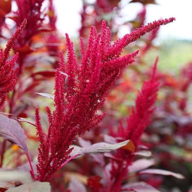 Red Garnet Amaranthus Seeds, Herbal