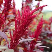 Red Garnet Amaranthus Seeds, Herbal