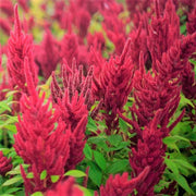 Red Garnet Amaranthus Seeds, Herbal