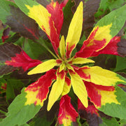 Joseph's Coat Amaranthus Tricolor Seeds, Herbal