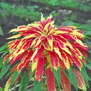 Joseph's Coat Amaranthus Tricolor Seeds, Herbal