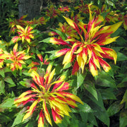 Joseph's Coat Amaranthus Tricolor Seeds, Herbal