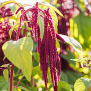 Amaranthus Seeds – Amaranthus spp.