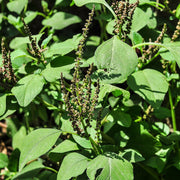 Green Nutritious Leaves Amaranth Seeds