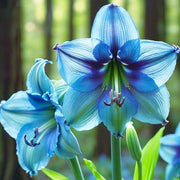 Blue Belladonna Amaryllis Seeds
