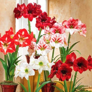 Lily Mix Amaryllis Seeds