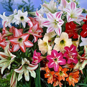 Lily Mix Amaryllis Seeds