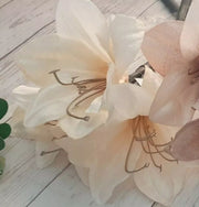 Ash Amaryllis Seeds