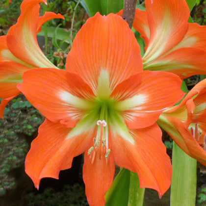 Barbados Amaryllis Seeds