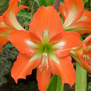 Barbados Amaryllis Seeds