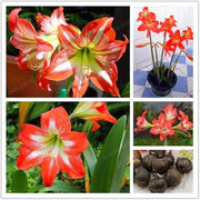 Barbados Amaryllis Seeds