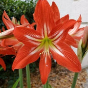 Barbados Amaryllis Seeds