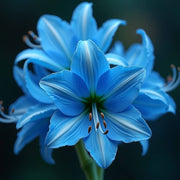 Blue Belladonna Amaryllis Seeds