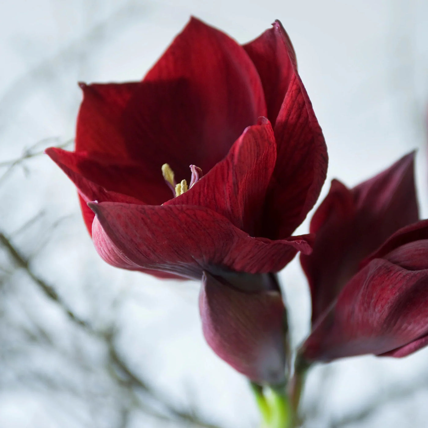 Burgundy Amaryllis Seeds
