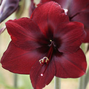 Burgundy Amaryllis Seeds