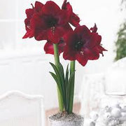 Burgundy Amaryllis Seeds