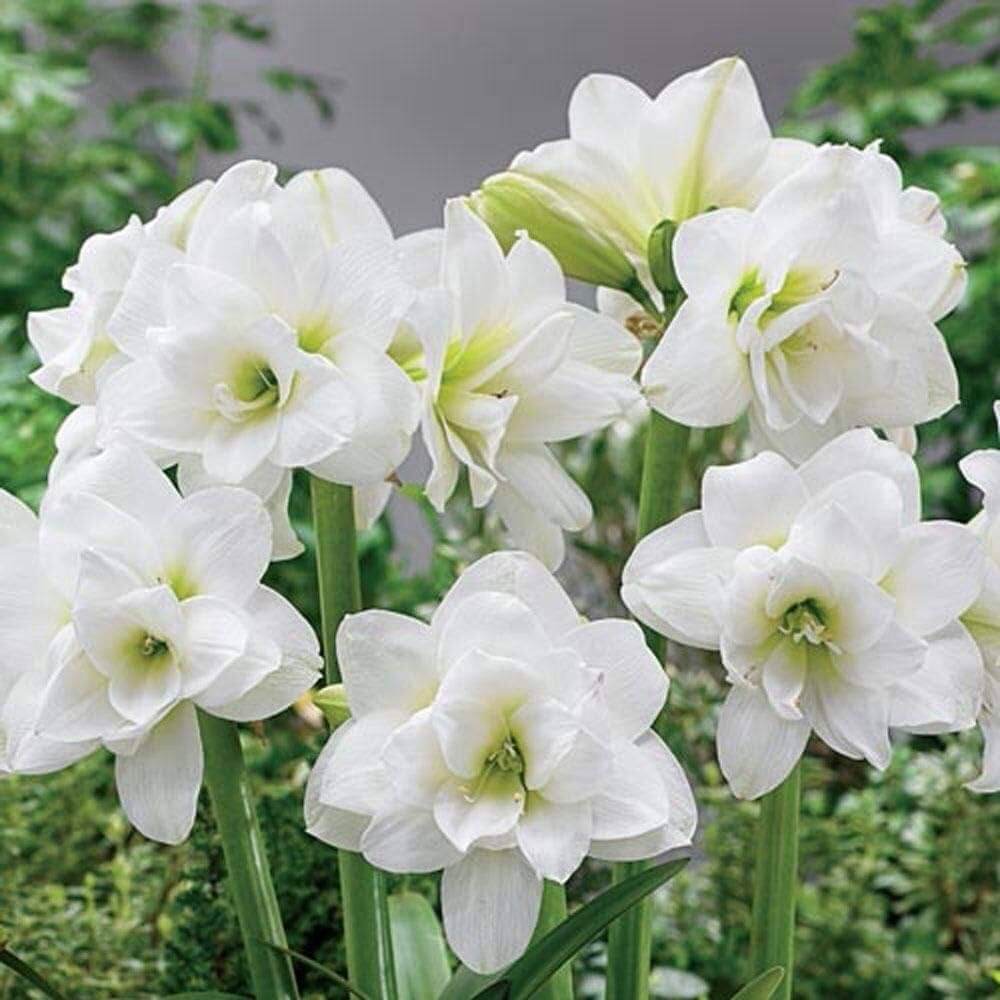 Double White Amaryllis Seeds