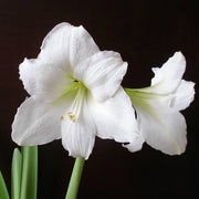Double White Amaryllis Seeds