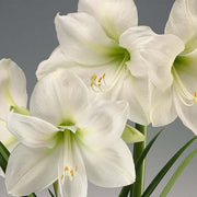 Double White Amaryllis Seeds