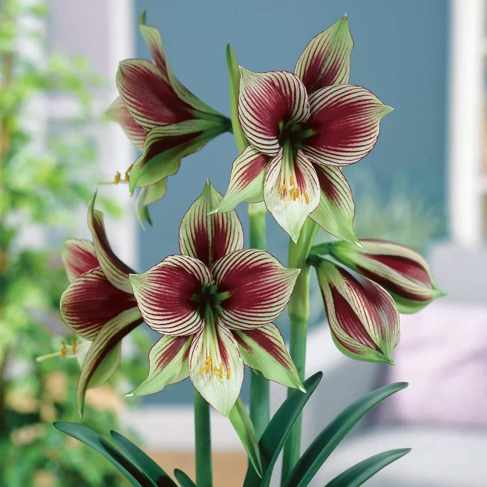 Green Violet Amaryllis Seeds