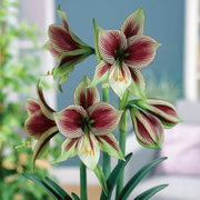 Green Violet Amaryllis Seeds