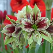 Green Violet Amaryllis Seeds