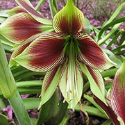 Green Violet Amaryllis Seeds