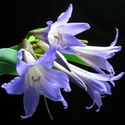 Lavender Amaryllis Seeds