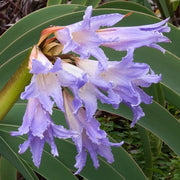 Lavender Amaryllis Seeds