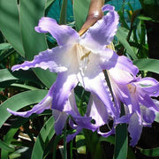 Lavender Amaryllis Seeds