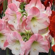 Light Pink Amaryllis Seeds