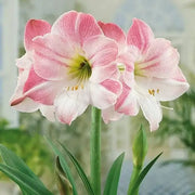 Light Pink Amaryllis Seeds