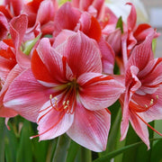 Light Pink Amaryllis Seeds