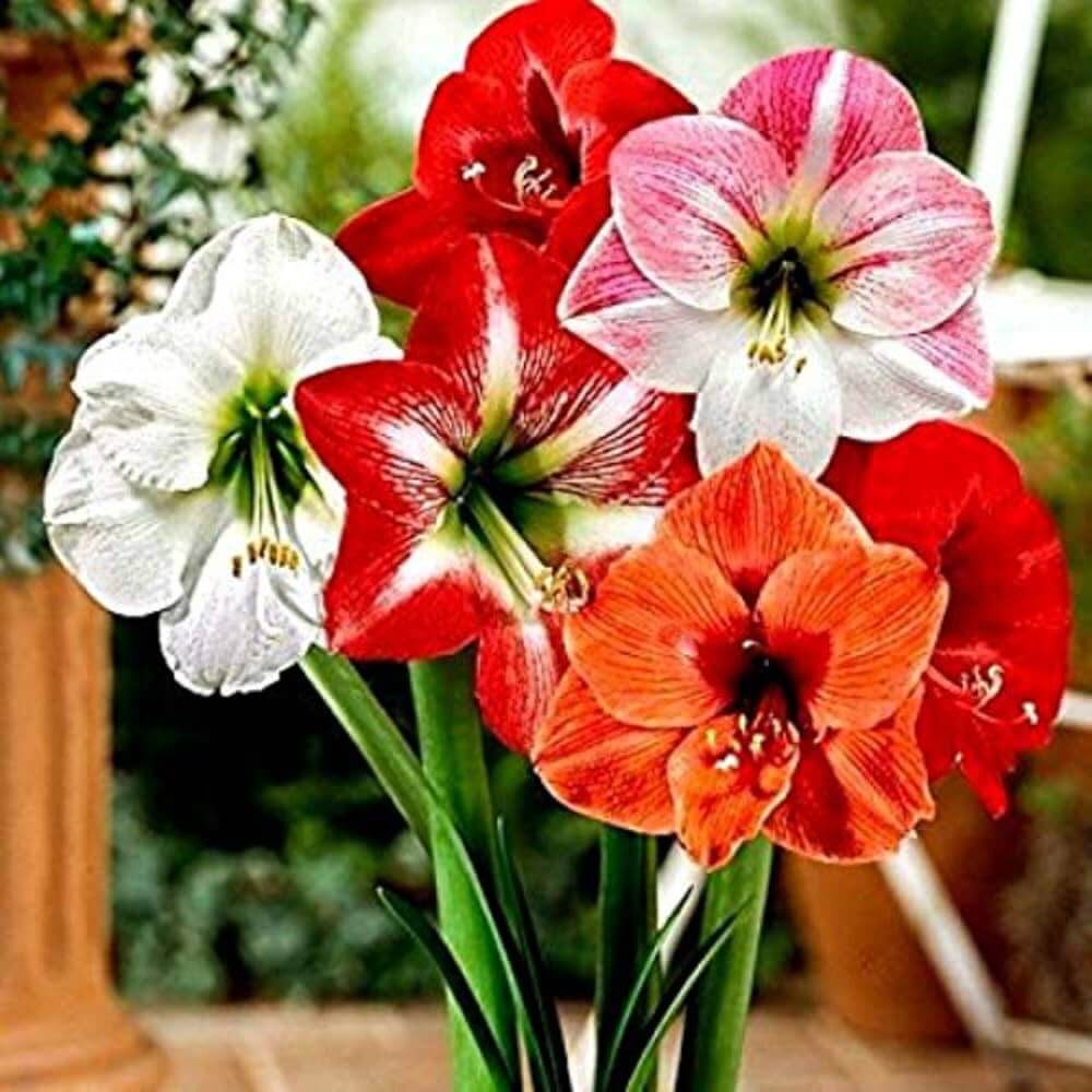 Lily Mix Amaryllis Seeds