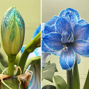 Blue Belladonna Amaryllis Seeds
