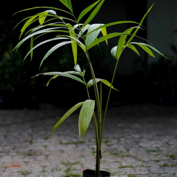 Amazon Palm Seeds - Fruit Plant