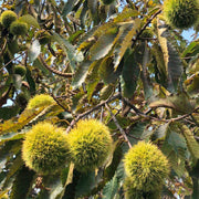 American Chestnut Seeds - Flower Plant For Home Gardens
