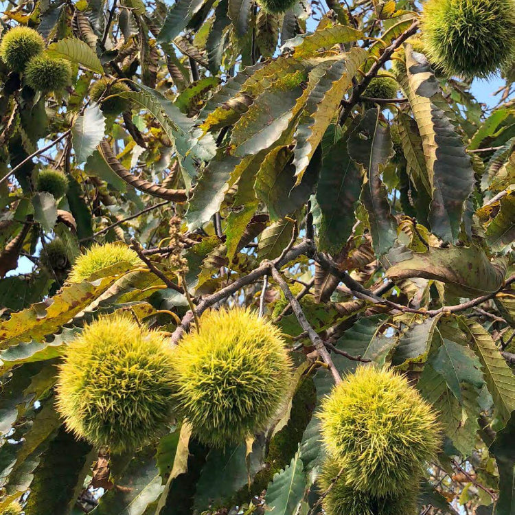 American Chestnut Seeds - Flower Plant For Home Gardens
