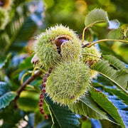American Chestnut Seeds - Flower Plant For Home Gardens