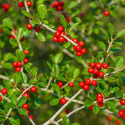 American Seeds, Ilex opaca